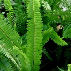 Nephrolepis cordifolia