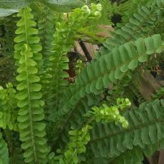 Nephrolepis cordifolia  'Denis Petticoats'