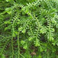 Selaginella sulcata