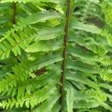 Nephrolepis cordifolia  'Plumosa'