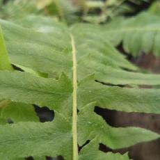 Blechnum auriculatum