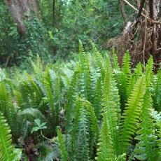 Austroblechnum penna-marina