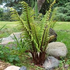 Dryopteris wallichiana