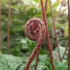 Dryopteris erythrosora