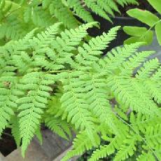 Dryopteris carthusiana