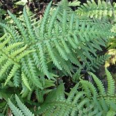 Dryopteris affinis