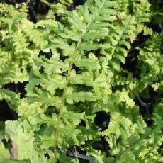 Dryopteris filix-mas  'Crispa Cristata'