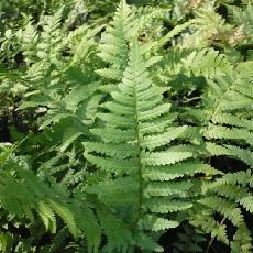 Dryopteris filix-mas