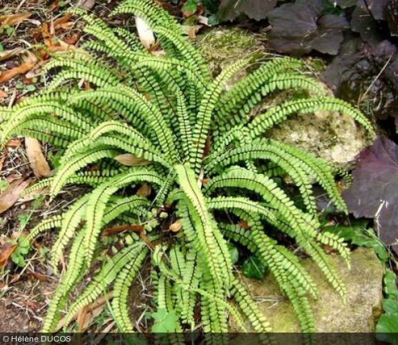 Asplenium trichomanes