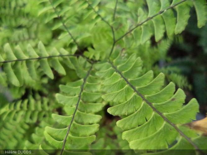 Adiantum pedatum 'Imbricatum'