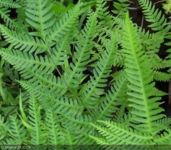 Pteris quadriaurita