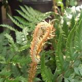 Polystichum rigens