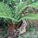 Polystichum polyblepharum