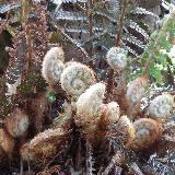 Polystichum setiferum