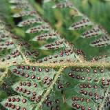 Polystichum setiferum