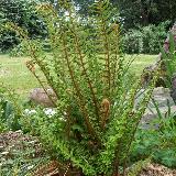 Dryopteris affinis  'Cristata'