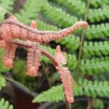 Dryopteris lepidopoda