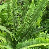 Nephrolepis cordifolia  'Plumosa'