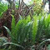 Austroblechnum penna-marina