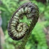 Dryopteris atrata