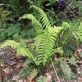 Dryopteris atrata