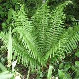 Dryopteris affinis